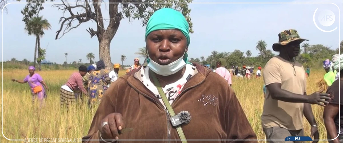 Kafountine : les femmes d'Abéné relancent la riziculture sur un site en friche depuis 20 ans
