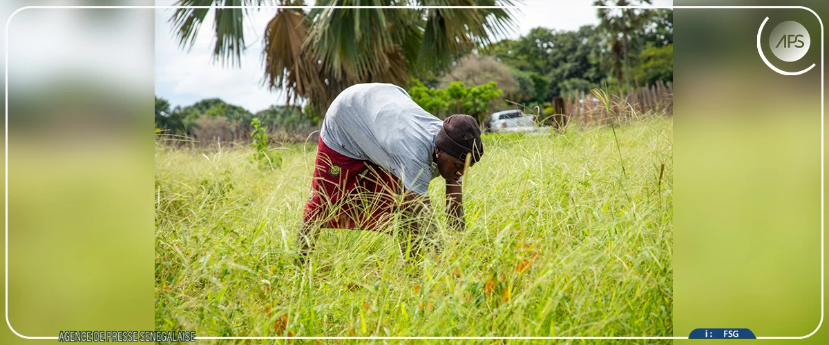 Le PUMA dit avoir investi plus de 3 milliards en Casamance en 2025