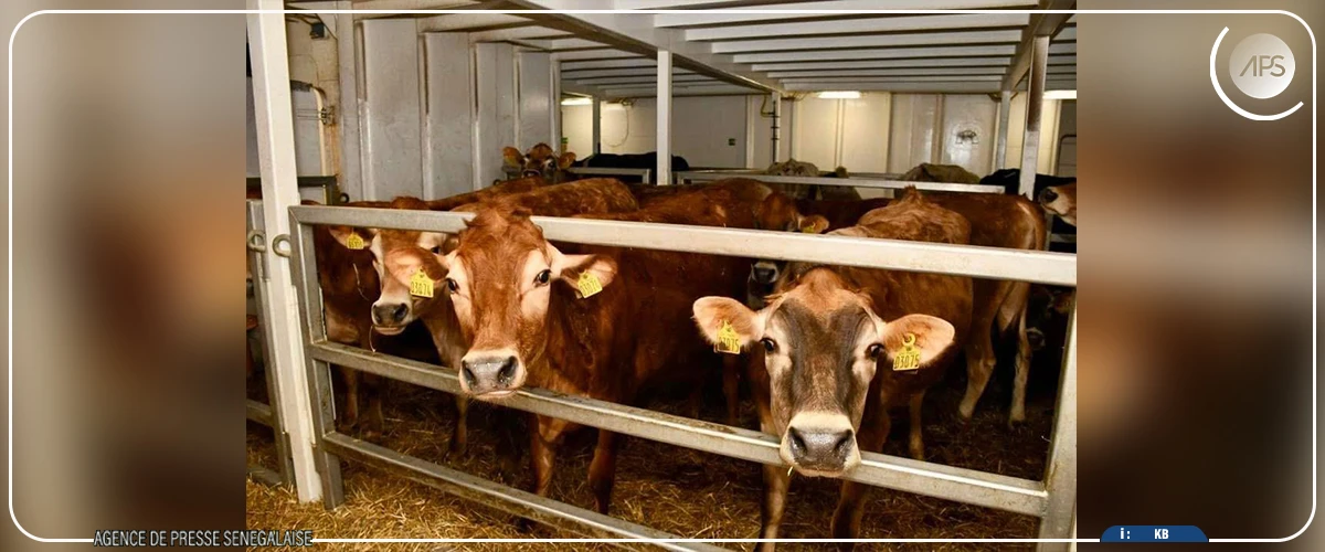 Mabouba Diagne réceptionne une cargaison de 1 050 bovins Guzerá et Girolando