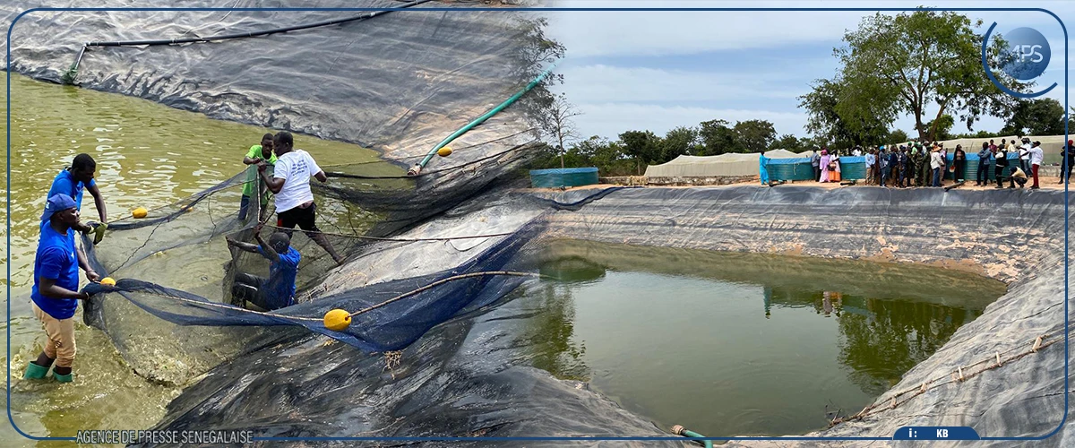 Quatre-vingt-dix fermes aquacoles recensées dans la région de Ziguinchor, réputée propice à l’aquaculture