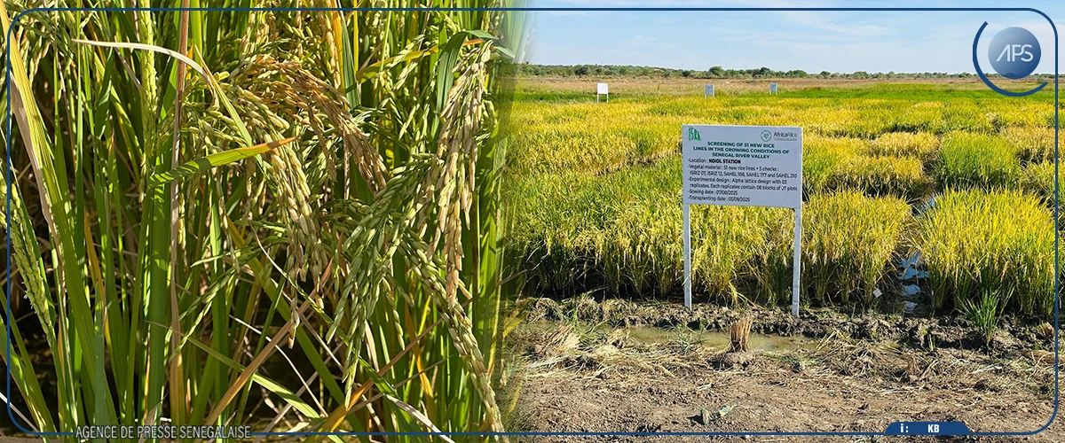 À Ndiol, une mission de l'ISRA en visite sur des parcelles expérimentales de riz