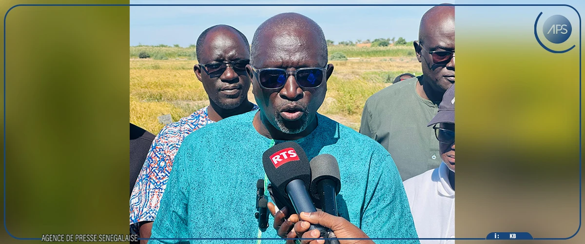 À Ndiol, une mission de l’ISRA en visite sur des parcelles expérimentales de riz