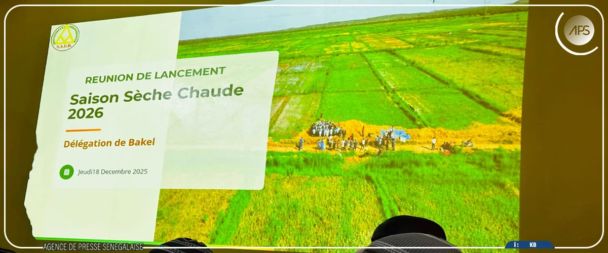 Bakel : la SAED prévoit d'emblaver près de 400 ha pour la saison sèche chaude