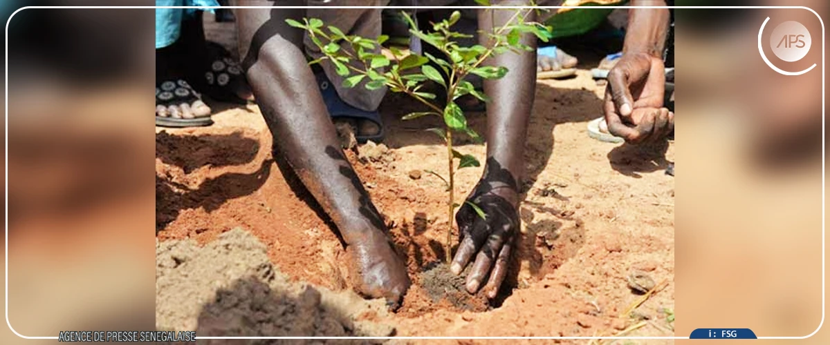 L’année 2025 marquée par des initiatives de reboisement massif et une refonte des politiques forestières