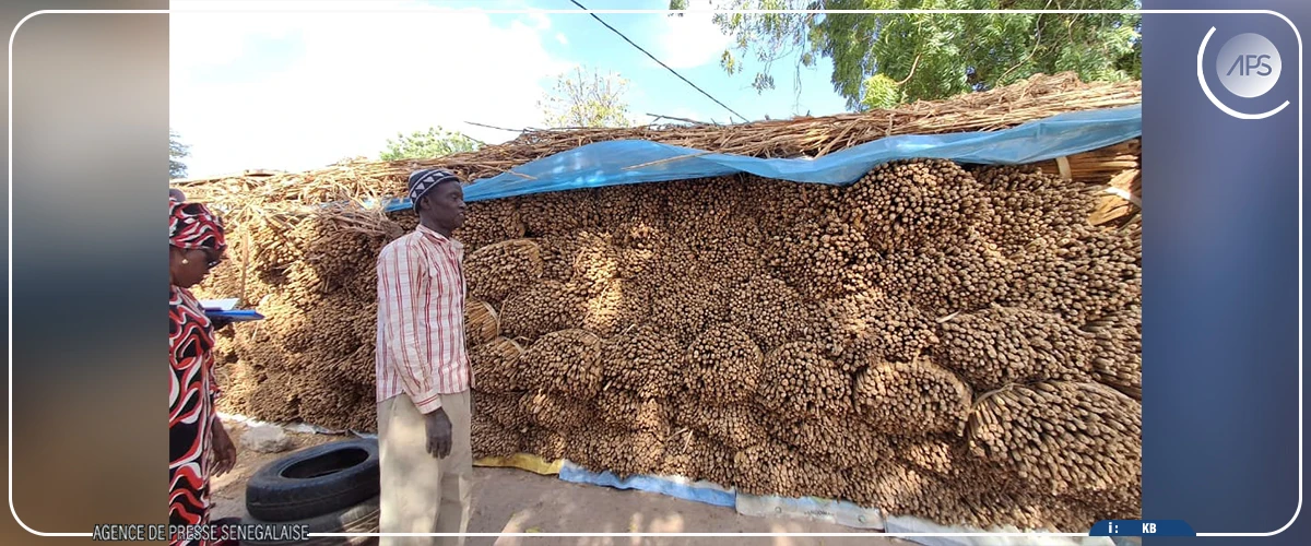Fatick : de bonnes récoltes enregistrées grâce aux engrais biofertilisants (acteur)