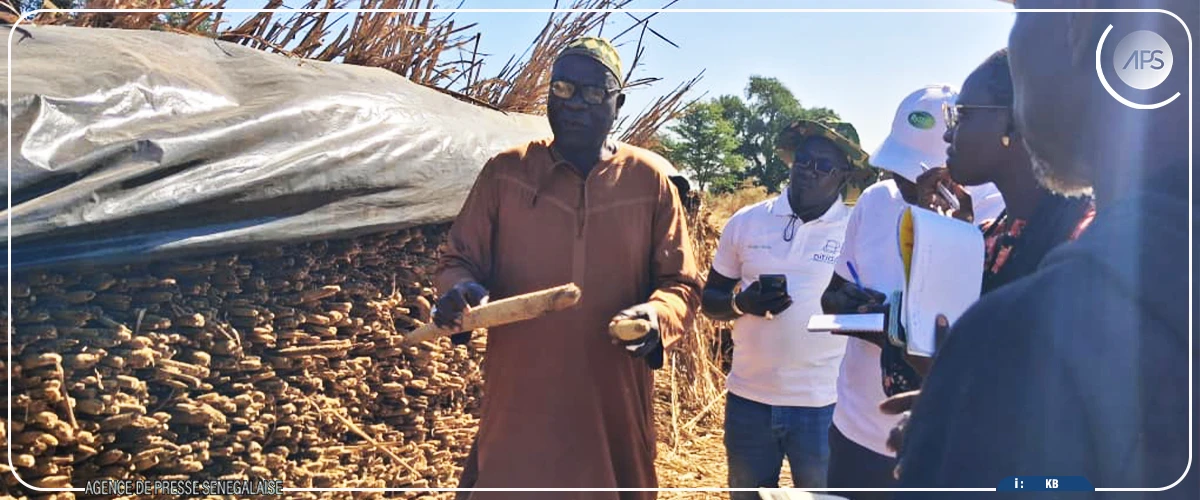 Fatick : de bonnes récoltes enregistrées grâce aux engrais biofertilisants (acteur)