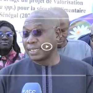 Nénuphar : des potentialités nutritionnelles prometteuses révélées dans la vallée du Sénégal