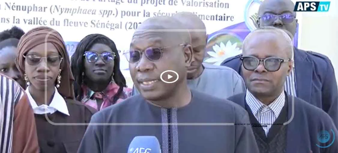 Nénuphar : des potentialités nutritionnelles prometteuses révélées dans la vallée du Sénégal