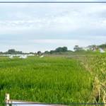 A Ndiaye, dans la ''fabrique'' de semences de riz d'Africa Rice