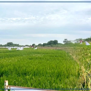 A Ndiaye, dans la ''fabrique'' de semences de riz d'Africa Rice