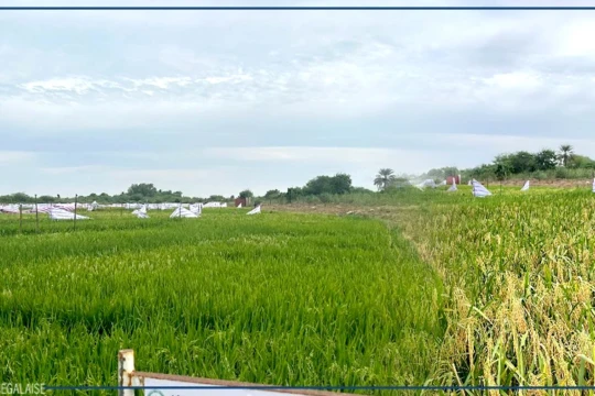 A Ndiaye, dans la ''fabrique'' de semences de riz d'Africa Rice