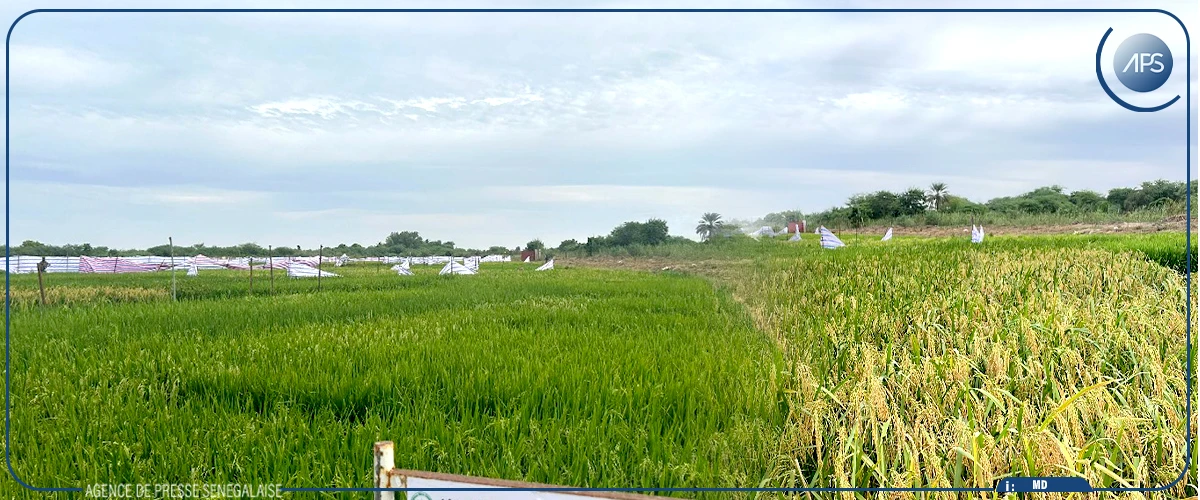 A Ndiaye, dans la ”fabrique” de semences de riz d’Africa Rice