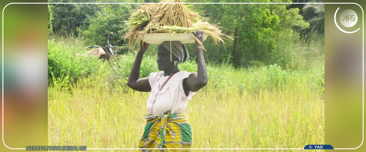 Kafountine : les femmes d'Abéné relancent la riziculture sur un site en friche depuis 20 ans