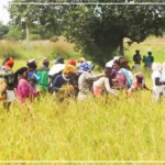 Kafountine : les femmes d'Abéné relancent la riziculture sur un site en friche depuis 20 ans
