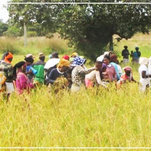 Kafountine : les femmes d'Abéné relancent la riziculture sur un site en friche depuis 20 ans