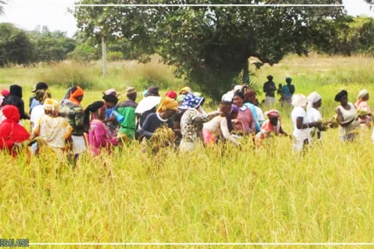 Kafountine : les femmes d'Abéné relancent la riziculture sur un site en friche depuis 20 ans