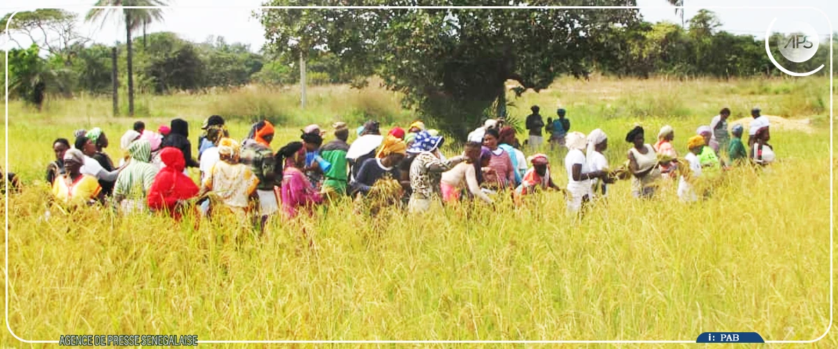 Kafountine : les femmes d'Abéné relancent la riziculture sur un site en friche depuis 20 ans