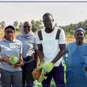 Zone des Niayes : les maraîchers déplorent l’afflux massif de légumes importés et appellent l’État à protéger la production locale