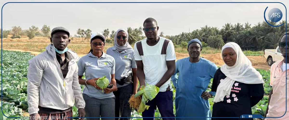 Zone des Niayes : les maraîchers déplorent l’afflux massif de légumes importés et appellent l’État à protéger la production locale