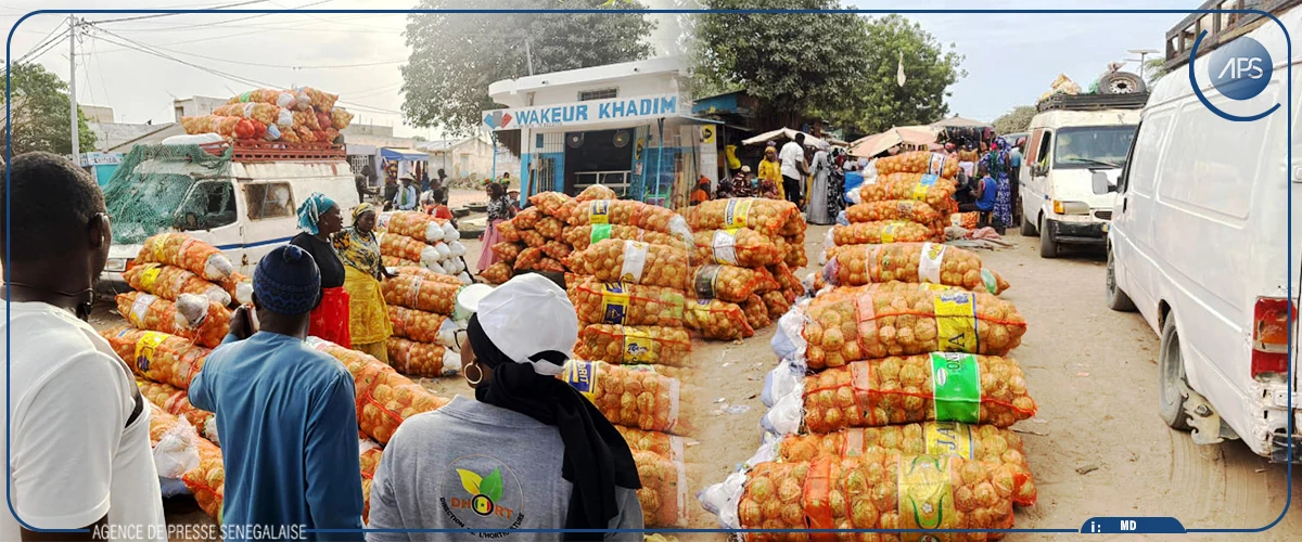 Zone des Niayes : les maraîchers déplorent l’afflux massif de légumes importés et appellent l’État à protéger la production locale