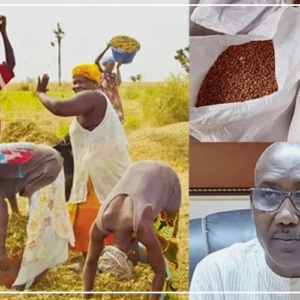 Tivaouane : un non-respect du prix plancher de l’arachide signalé sur plusieurs marchés