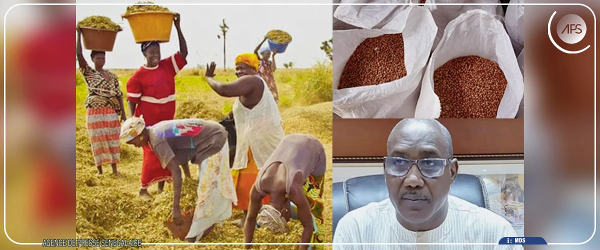 Tivaouane : un non-respect du prix plancher de l’arachide signalé sur plusieurs marchés