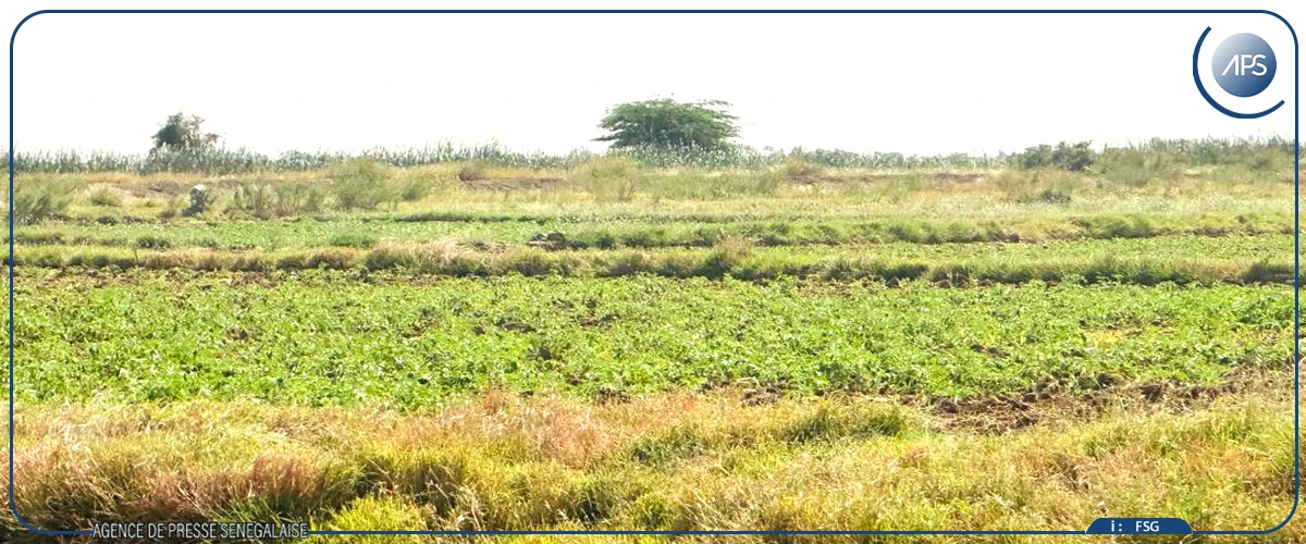 Péril acridien : des mesures préventives et coordonnées mises en œuvre à Dagana