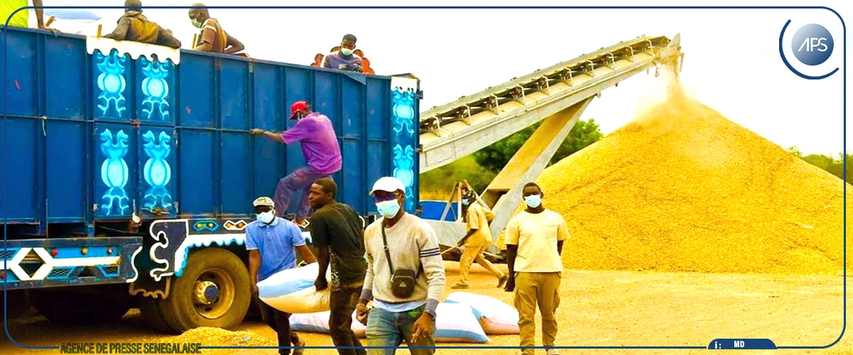 Diourbel : des difficultés persistantes dans la commercialisation de l’arachide (acteur)