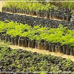 Podor : l'ONG Sakku Yiw lance un programme de reboisement de 10 000 arbres