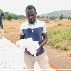 Kédougou : une hausse de 86,73% de la production de coton à mi-parcours (chef de service régional)