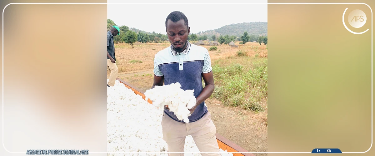 Kédougou : une hausse de 86,73% de la production de coton à mi-parcours (chef de service régional)
