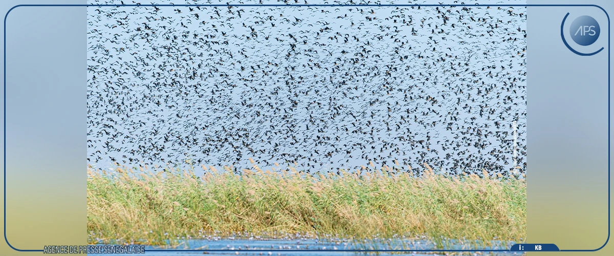 Vers des partenariats public-privé pour l’exploitation du Parc national des oiseaux de Djoudj
