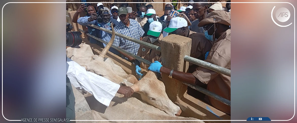 La FAO engagée aux côtés du Sénégal pour la protection du cheptel et la structuration de l’élevage (responsable)