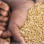 Afrique de l’Ouest et Sahel : l'insécurité alimentaire aiguë guette près de 52,8 millions de personnes (FAO)