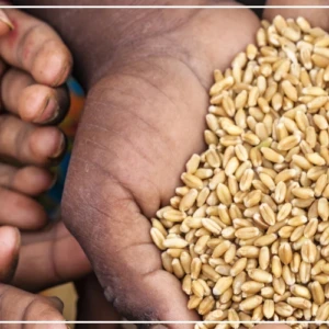 Afrique de l’Ouest et Sahel : l'insécurité alimentaire aiguë guette près de 52,8 millions de personnes (FAO)