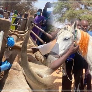 Louga : lancement de la campagne nationale de vaccination du cheptel et d’une coopérative agricole communautaire