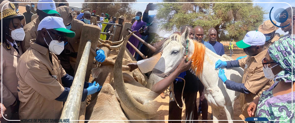 Louga : lancement de la campagne nationale de vaccination du cheptel et d’une coopérative agricole communautaire