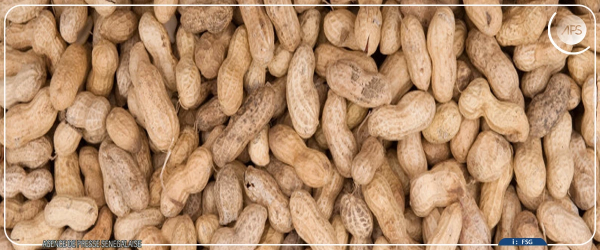 Kaffrine : des paysans peinent à écouler leurs graines d’arachide