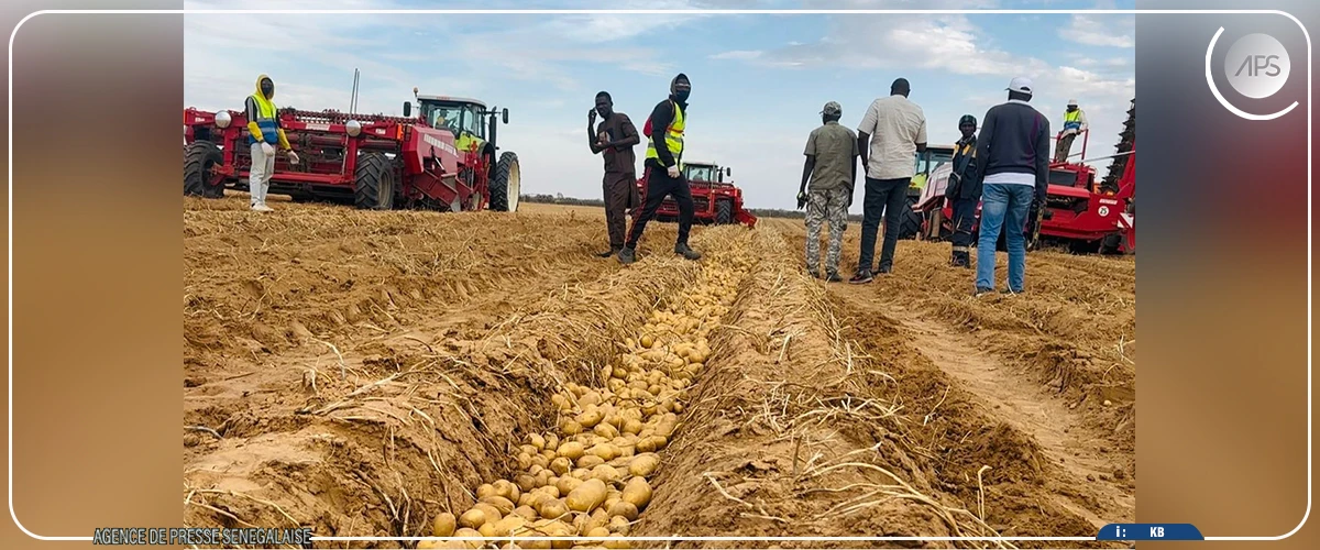 Pomme de terre : Mabouba Diagne annonce une production nationale de plus de 255 000 tonnes