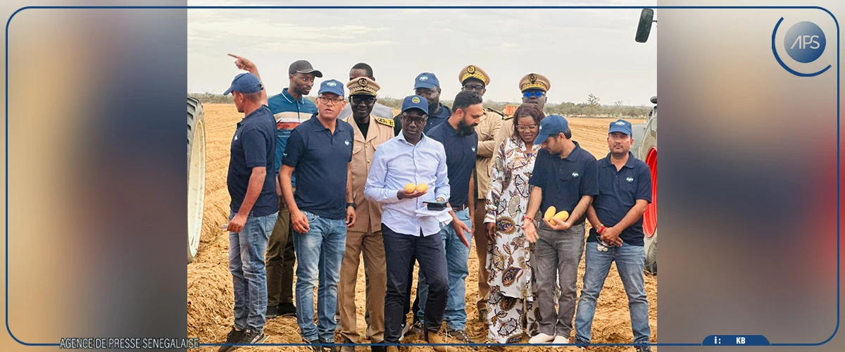 Pomme de terre : Mabouba Diagne annonce une production nationale de plus de 255 000 tonnes