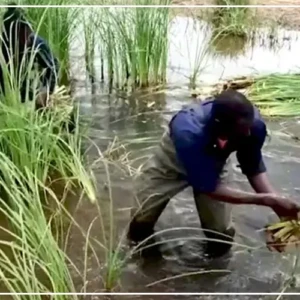 La ville de Pikine se lance dans la transformation du typha en bio-charbon et briques de construction   