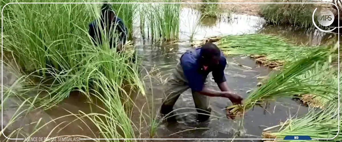La ville de Pikine se lance dans la transformation du typha en bio-charbon et briques de construction   