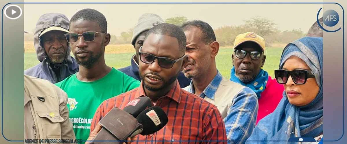 Le Sénégal est engagé à assurer son autosuffisance en blé (chercheur)