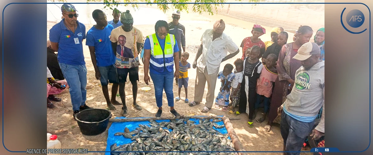 Un élevage piscicole de la région de Kaffrine récolte 100 kilos de poissons
