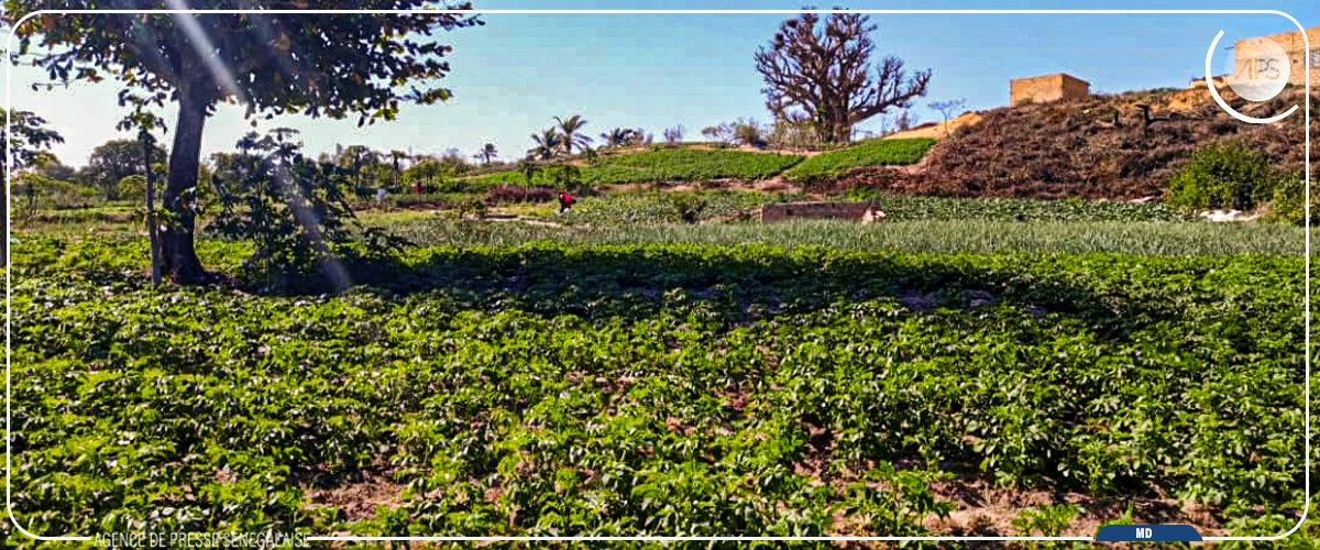 Kayar : un projet d'autonomisation des maraîchers veut améliorer les sols salés