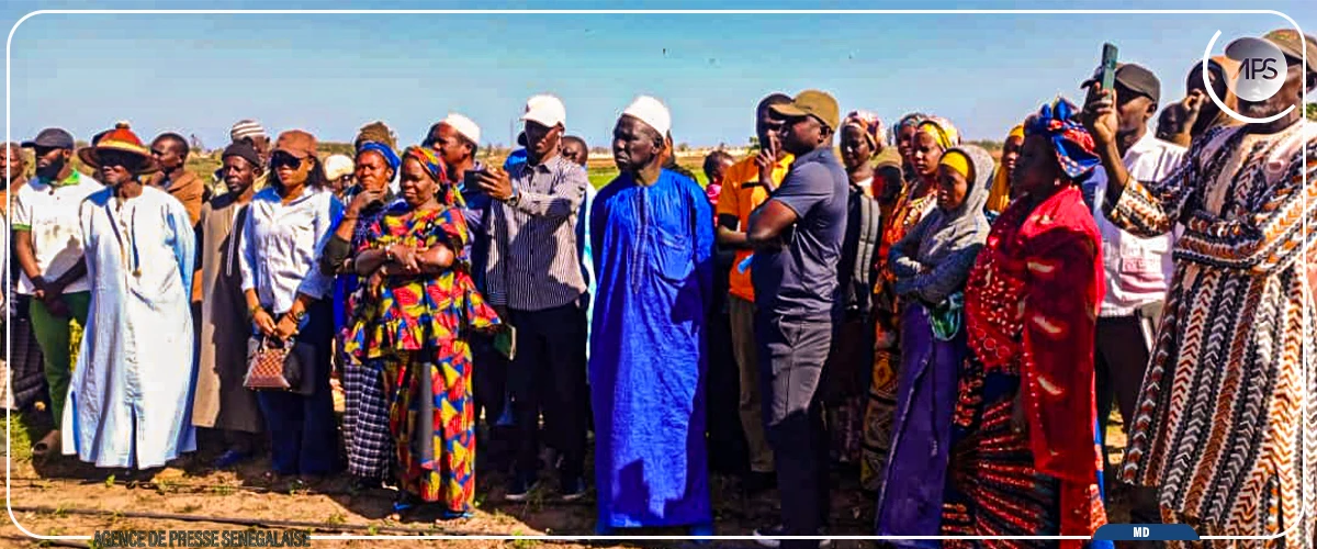 Kayar : un projet d'autonomisation des maraîchers veut améliorer les sols salés