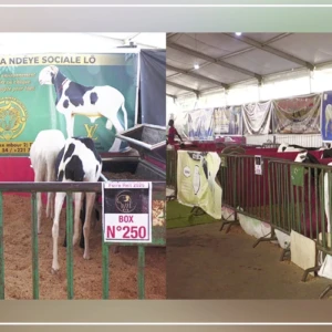 Thiès: le REIT expose plus de 1.300 animaux de race à la 11-ème Foire de l'agriculture et de l'élevage