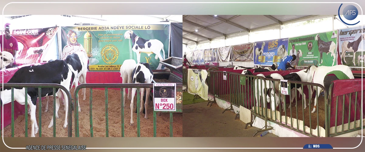 Thiès: le REIT expose plus de 1.300 animaux de race à la 11-ème Foire de l’agriculture et de l’élevage