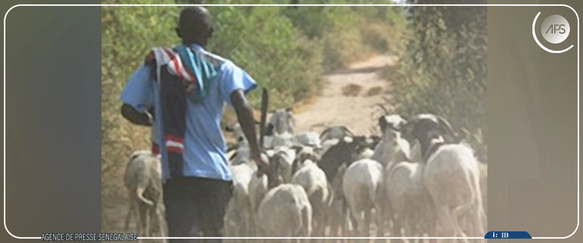 Tivaouane : un berger interpellé pour le vol présumé de 17 moutons à Ndoppe