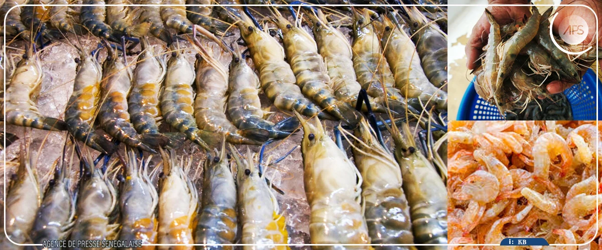 Foundiougne : la cherté de la crevette tombe mal en période de jeûne